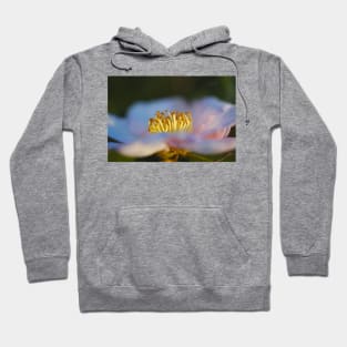 Camellia Flower In Golden Hour Hoodie